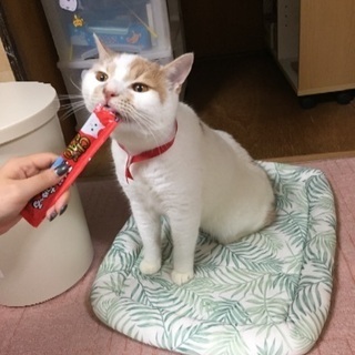 里親さん決定しました。