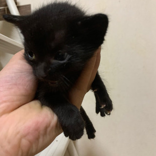 キジトラと黒猫の仔猫 里親募集