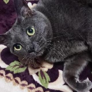 猫ちゃんの里親を募集します！