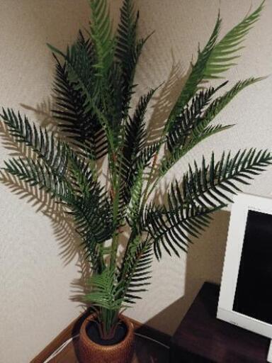 《取引確定いたしました。皆様ありがとうございました。》【格安】ニトリの観葉植物(インテリアなどに)