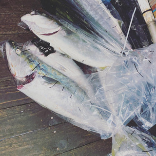 釣り仲間募集！17日限定