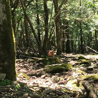 大菩薩嶺に登山行きませんか？ - 友達