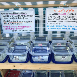 ☆ゴールデンメダカ無人販売所☆
