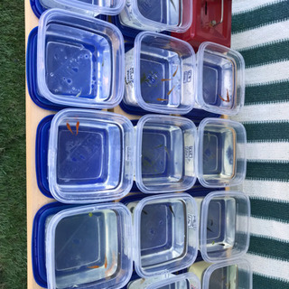 ☆ゴールデンメダカ無人販売所☆の画像