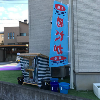 ☆ゴールデンメダカ無人販売所☆の画像