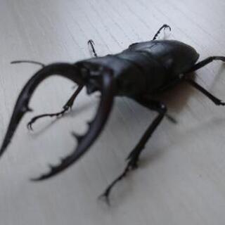 ミヤマ♂♀、ノコギリ♂(ワンコイン)の画像