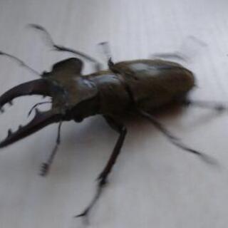 ミヤマ♂♀、ノコギリ♂(ワンコイン)の画像