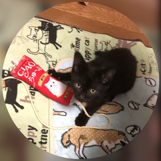 ご相談中⚠️かわいい仔猫の里親さん募集