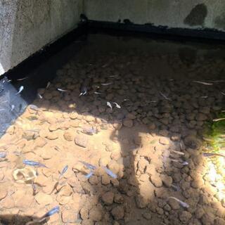 三色めだか　選別漏れ　若魚　の画像