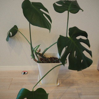 【嫁ぎ先募集】観葉植物　モンステラ