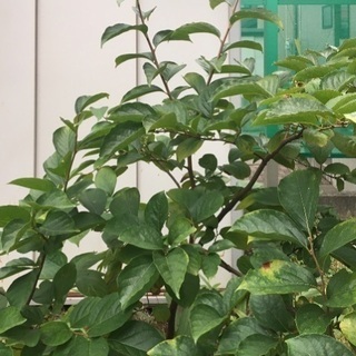 柿　果樹