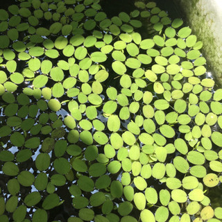 水草販売します(オオサンショウモ、マツモ)