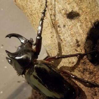 【現在取引中のため受付停止中】【オスメスペア】短角コーカサスオオカブトムシの画像