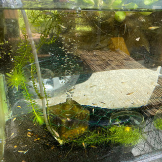 楊貴妃メダカ稚魚　30匹