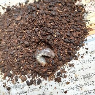 カブトムシ(幼虫)