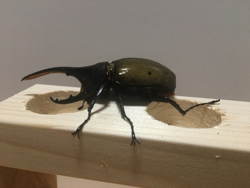 ヘラクレス、ヘラクレス