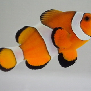 カクレクマノミ バリ ３匹セット ３から４CM SM/MSサイズ...