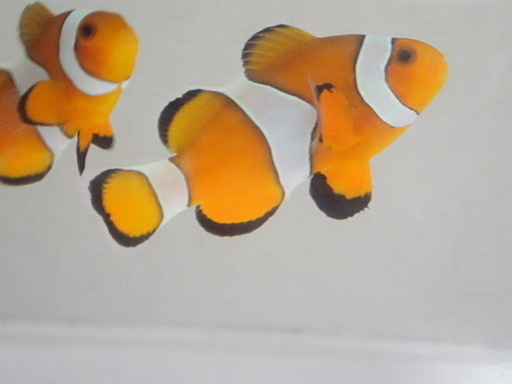 カクレクマノミ バリ ３匹セット ３から４CM SM/MSサイズ インドネシア