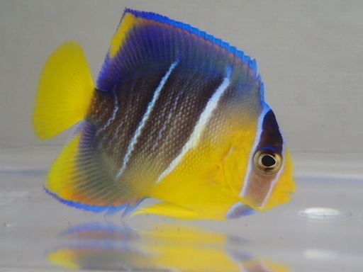 ブルーエンゼル カリブ １匹 ６から７ＣＭ ＭＳサイズ DYNASTY社