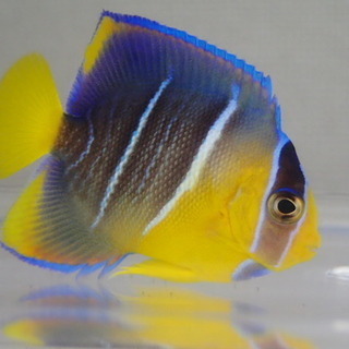 ブルーエンゼル カリブ １匹 ６から７ＣＭ ＭＳサイズ DYNA...