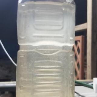ゾウリムシ⑤