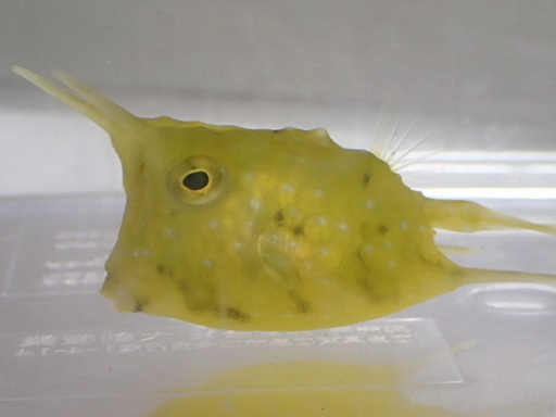 コンゴウフグ 角あり ２匹セット ５から７ＣＭ ＳＭサイズ