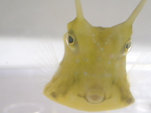 コンゴウフグ 角あり ２匹セット ５から７ＣＭ ＳＭサイズ