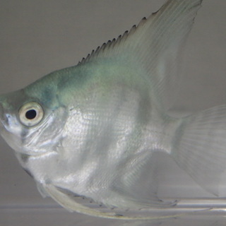 ブルーエンゼル １０匹セット ４から５ＣＭ Mサイズ
