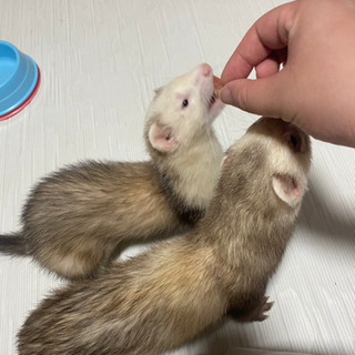 フェレ友募集！！動物好きな方興味ある方気軽にどうぞ！！ - 船橋市