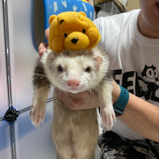 フェレ友募集！！動物好きな方興味ある方気軽にどうぞ！！ − 千葉県