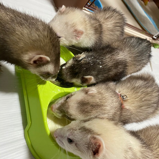 フェレ友募集！！動物好きな方興味ある方気軽にどうぞ！！ - メンバー募集
