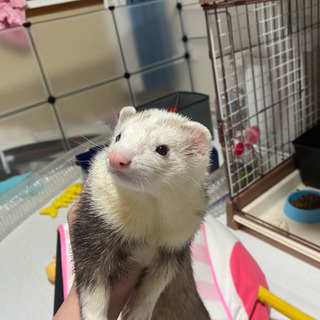 フェレ友募集！！動物好きな方興味ある方気軽にどうぞ！！ - その他