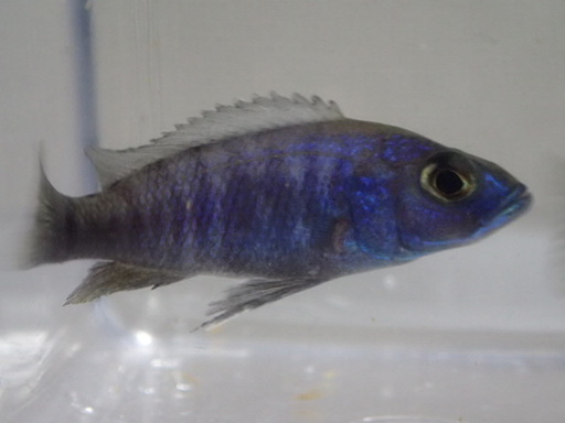 HAPL.アーリー ２０匹セット ３から５ＣＭ SM/MSサイズ