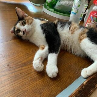 後ろ足の麻痺がある三毛猫ちゃん。