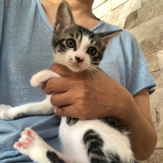 元気で甘えん坊のイケメン子猫 - 猫