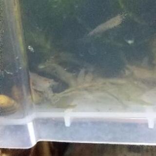 水草５本&ヌマエビ１2匹セット