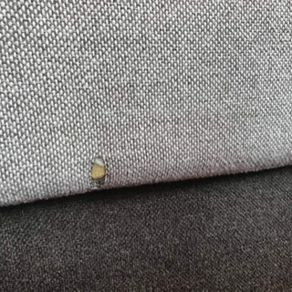 取引中【無料】ソファベッドの画像