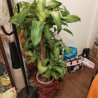 【観葉植物】幸福の木