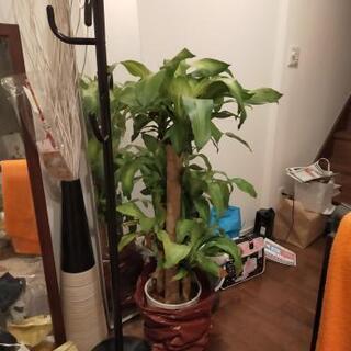 【観葉植物】幸福の木の画像