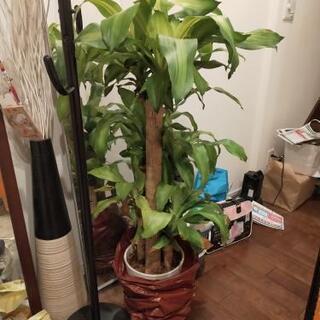 【観葉植物】幸福の木の画像