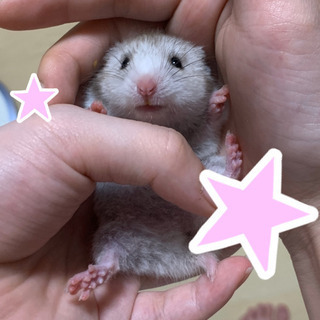 【募集終了してます】ゴールデンハムスター 赤ちゃん 