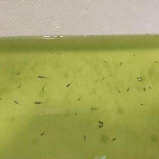 メダカの子供取り放題＋おまけ付き(初心者飼育応援セット)