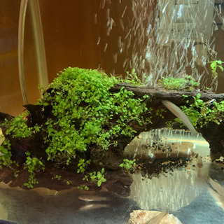 古木＋水草🌱の画像