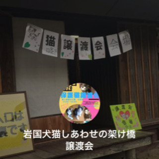 犬猫保護預かりボランティア募集❣️