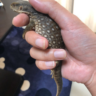 サバンナモニター 1歳