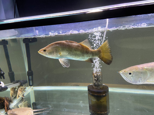 オーストラリアバラマンディ（±25センチ）