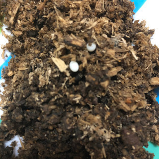カブトムシの卵