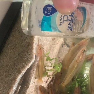タイワンドジョウ（雷魚）