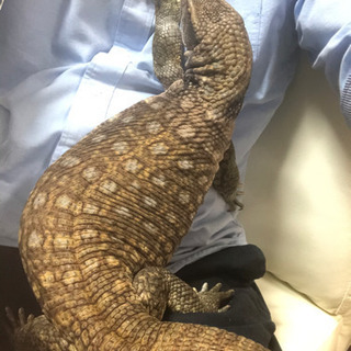 サバンナモニター 1歳 − 福岡県