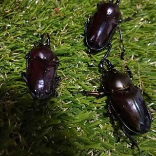 ニジイロクワガタ♂紫紺2匹♂グリーン紫1匹、紫紺2匹ノーマル♀4...